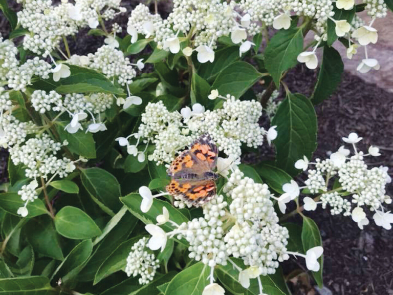 Christ Church garden butterfly release set for June 15 in Bordentown