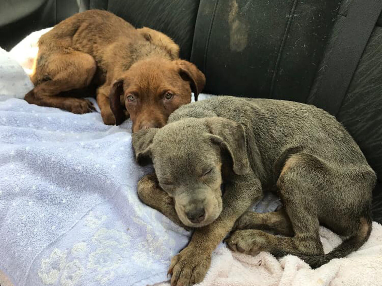 Trenton Animal Shelter overwhelmed after hoarding house rescue