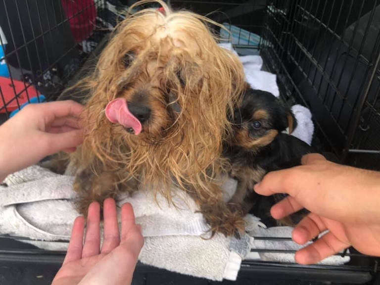 Pup update: 47 dogs safe after hoarding rescue in Trenton