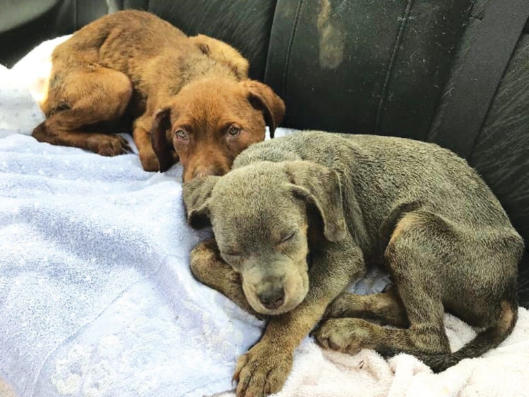 Local volunteers help save 52 dogs from Trenton hoarder house