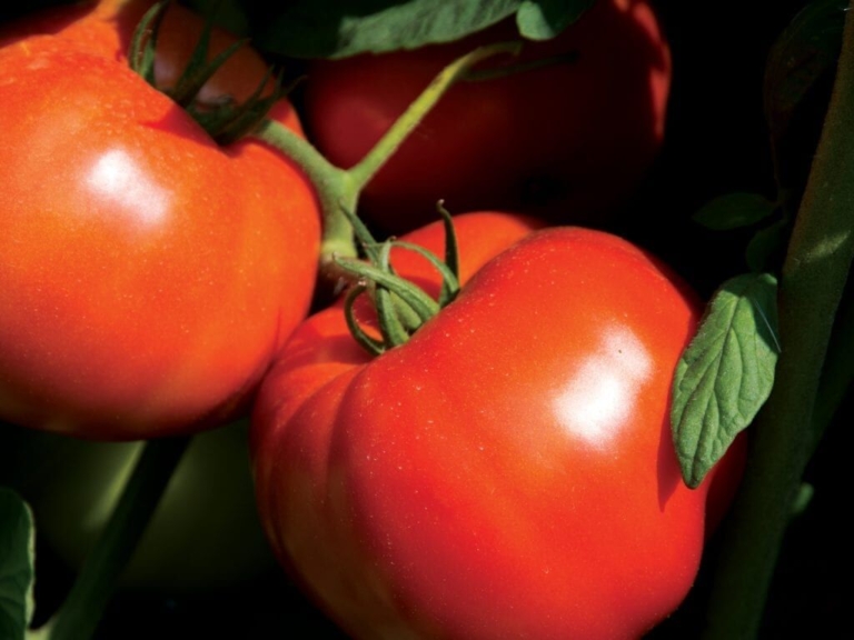 New Jersey’s main squeeze: Princeton celebrates the tomato