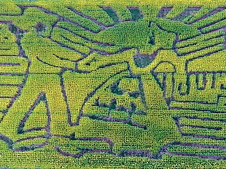 How does a corn maze get made?
