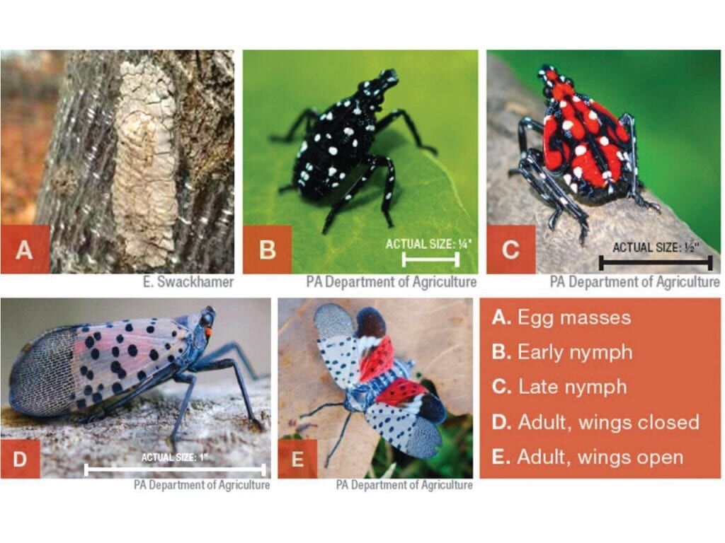 Spotted Lanternfly Life Stages