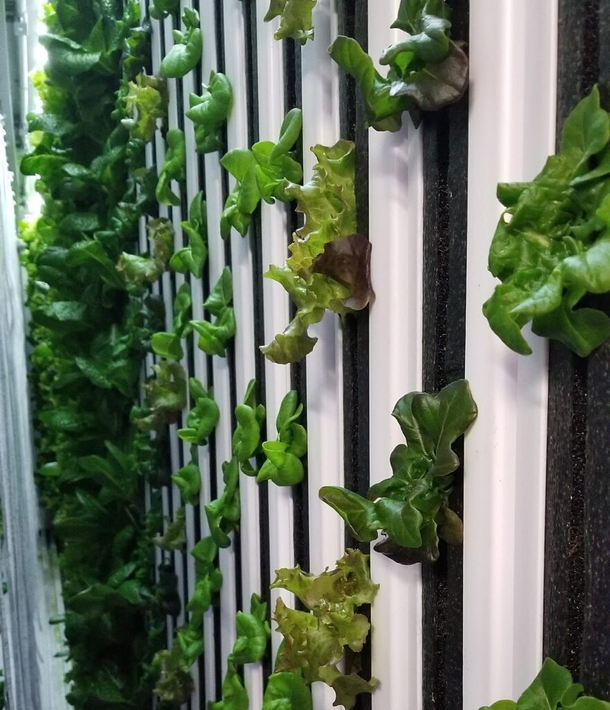 2020 03 RA Hope Cahill (1)