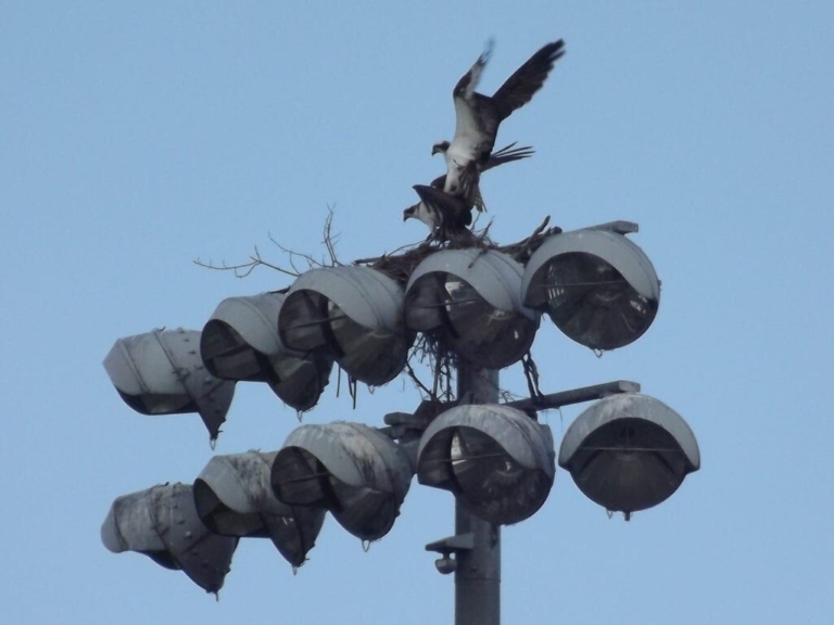 Ospreys nesting at Bordentown Regional High School