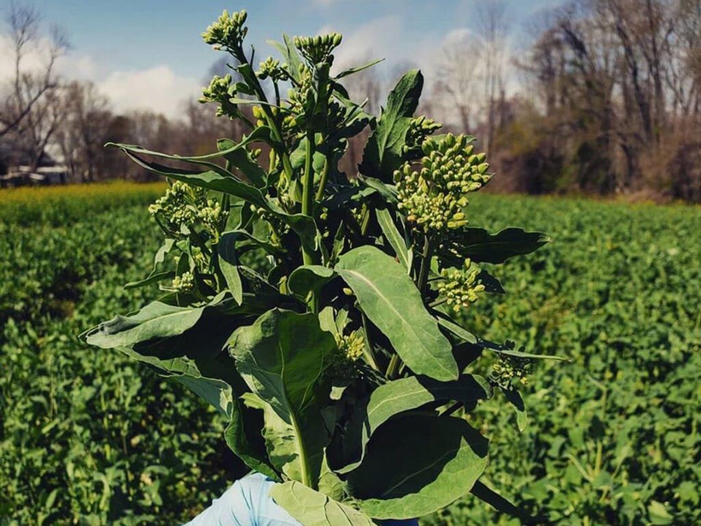 Farmers Against Hunger broccolini