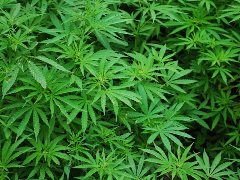 Justice Grown receives permit to cultivate, process cannabis in Ewing