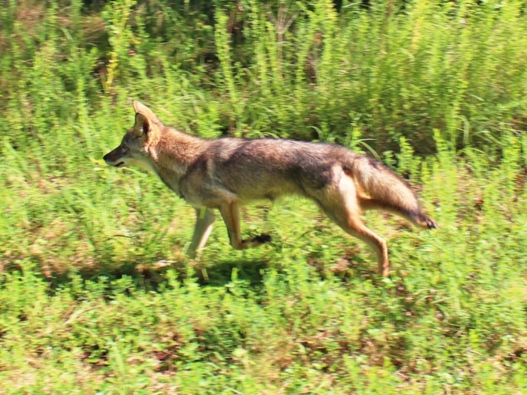 Mercer County Park Commission to offer online wildlife programs