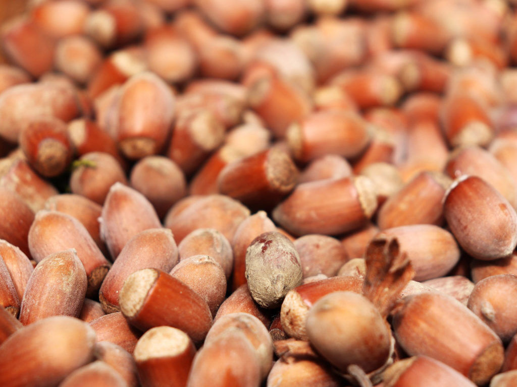 hazelnuts