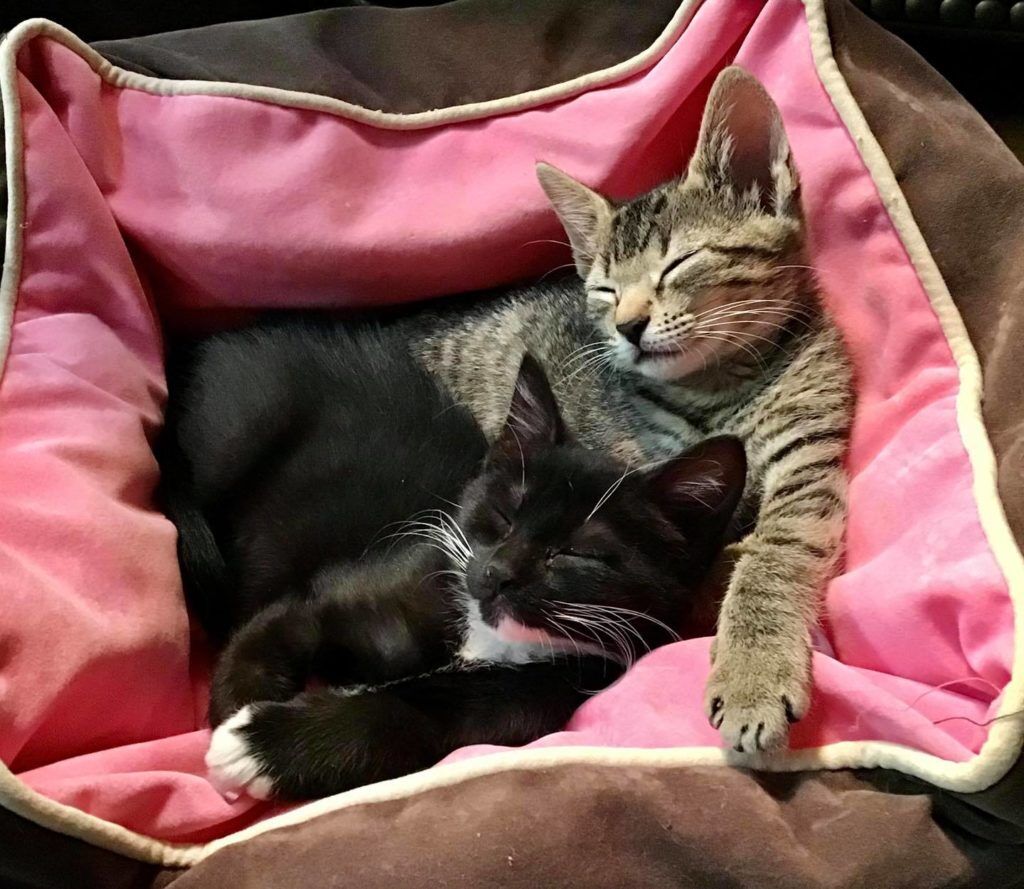 126145198_10161074493762837_1334059020798368955_o