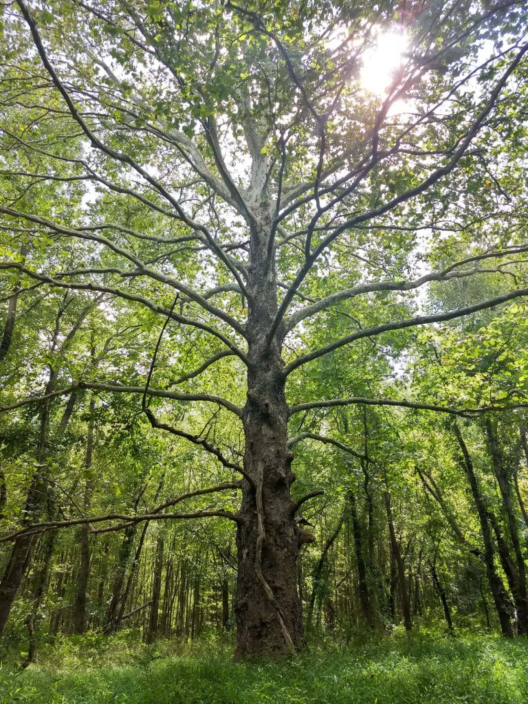 1-A monumental tree in Tatamy’s Swamp off of Clarksville Road