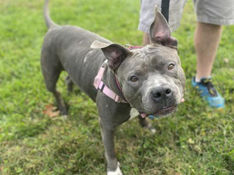 EASEL saw record number of pet adoptions in 2020