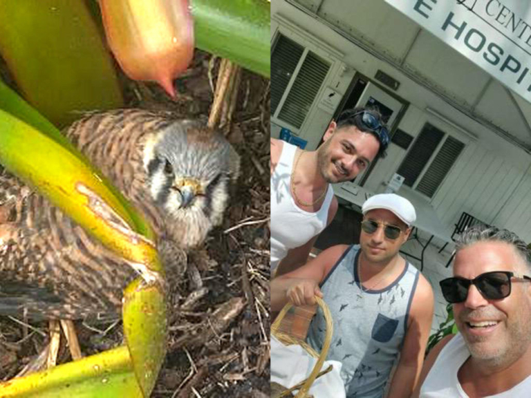 Vacationing shop owners from Hamilton save hurt falcon in Florida