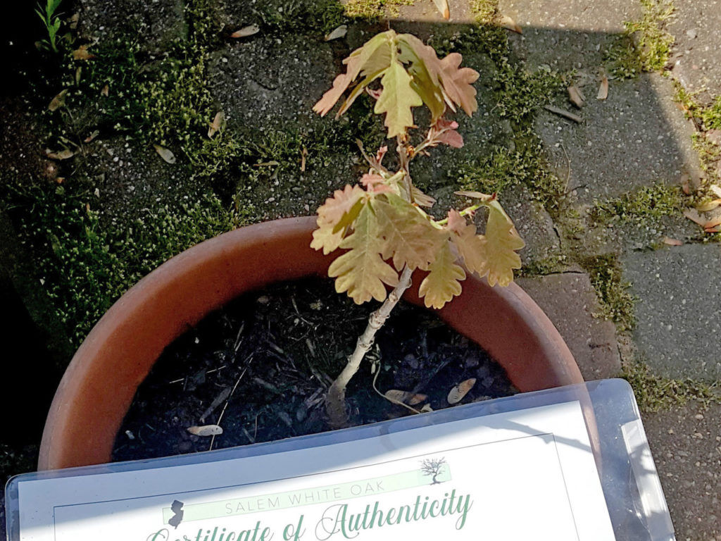 2021 06 HE salem oak seedling 052121