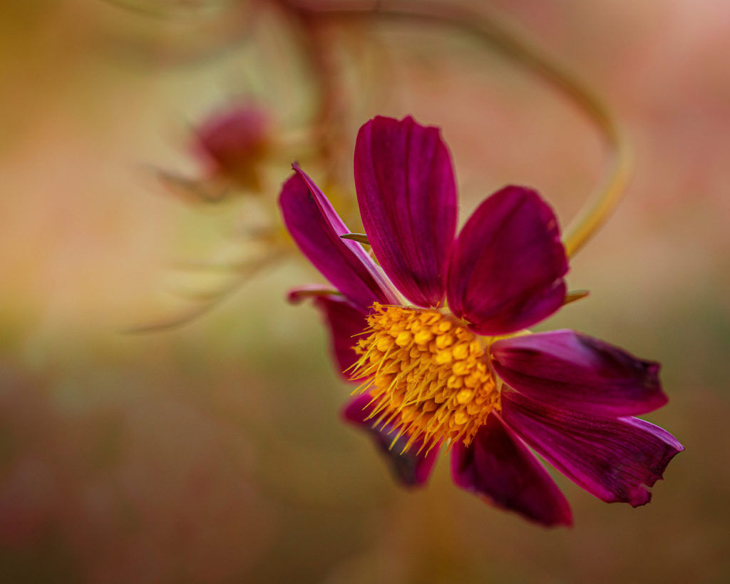 2021 06 HP jack kosowsky 4