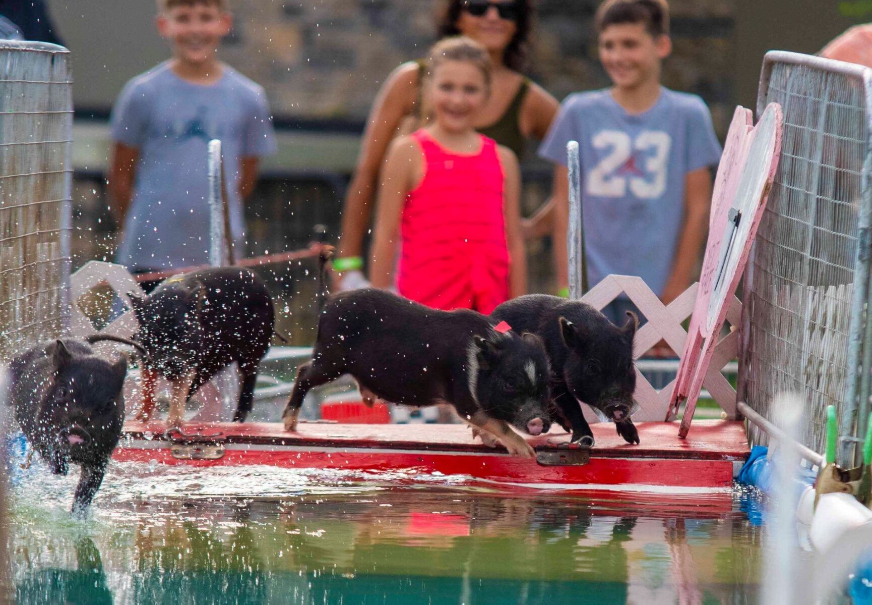 2021 07 Six09 Pigs.jpg
