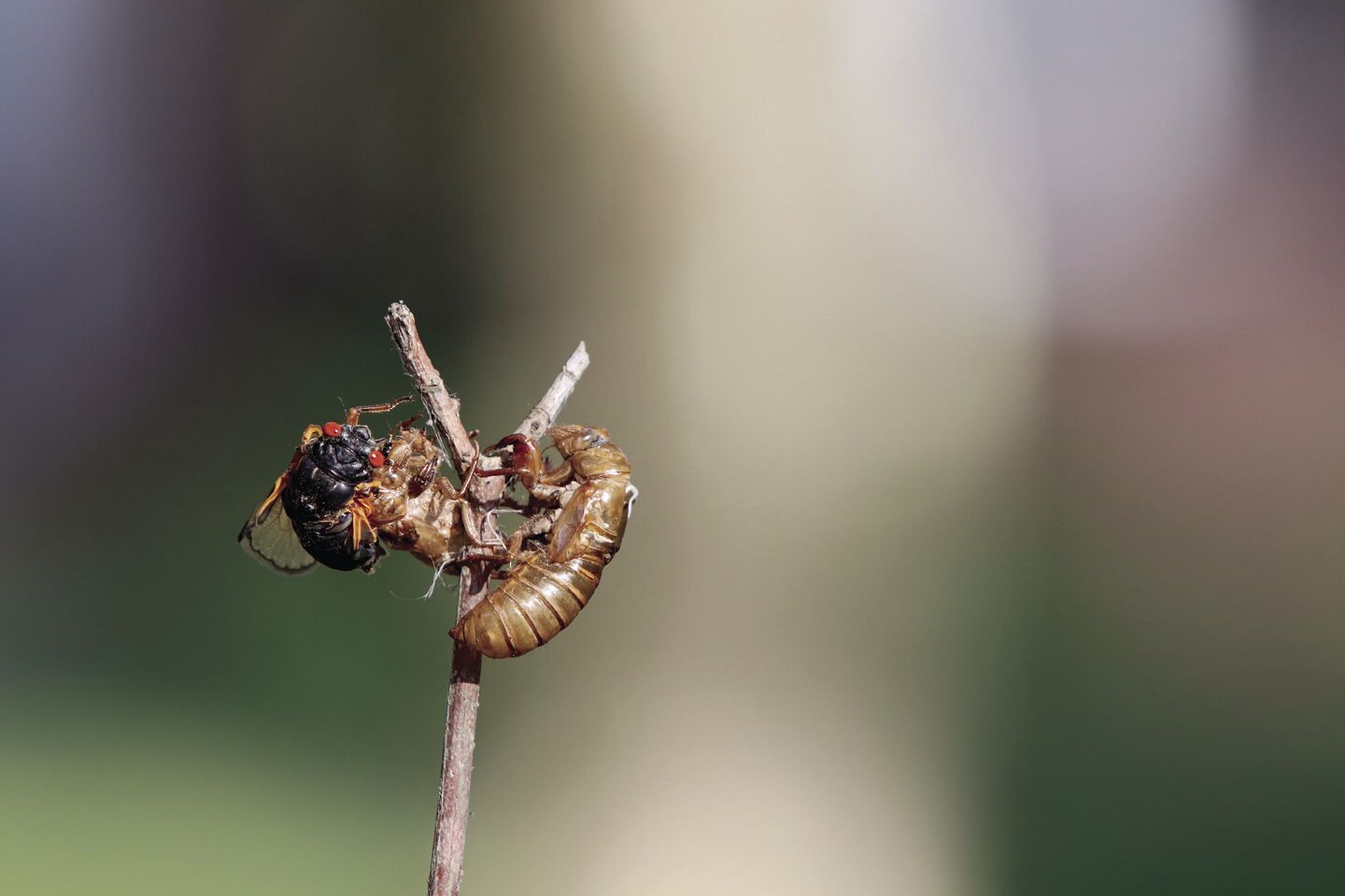 cicadas.jpg