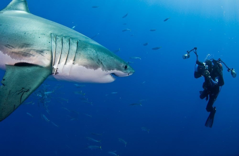 At This Princeton-Based Nonprofit, Every Week Is Shark Week