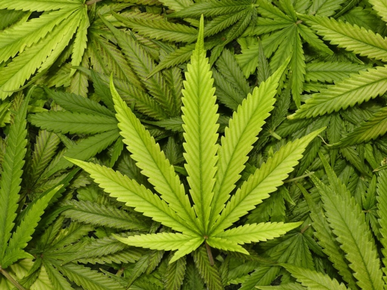 Area’s cannabis business outlook continues to evolve