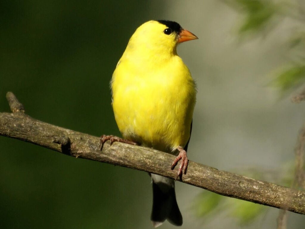 Goldfinch