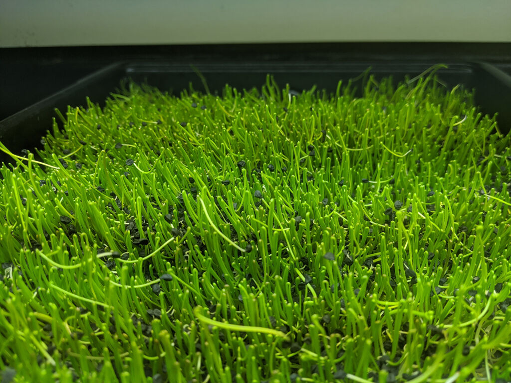 Geo Greens microgreens