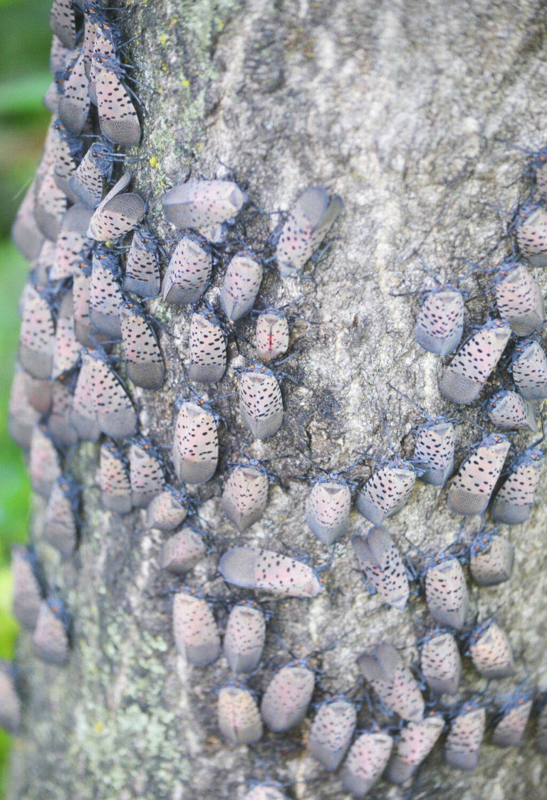 The scourge of the spotted lanternfly: how we got here