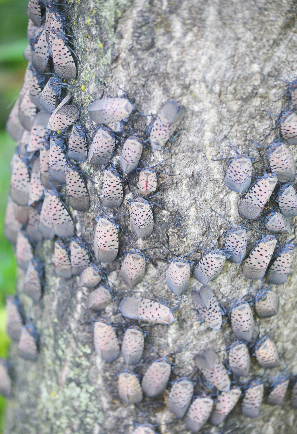 Lanternfly lanternflies