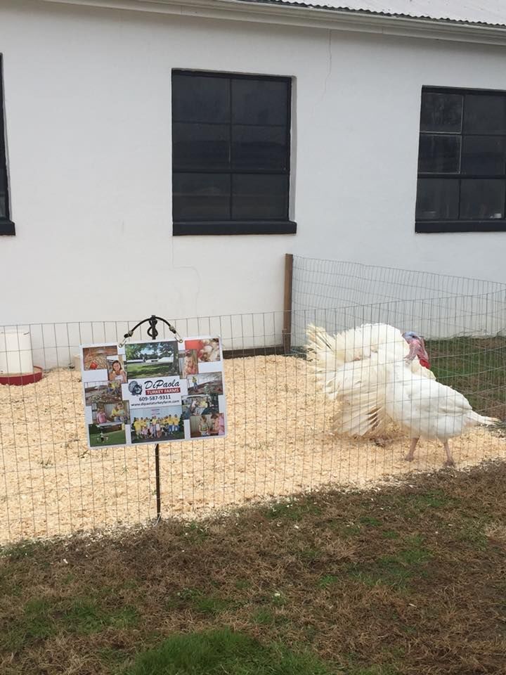 DiPaola turkeys
