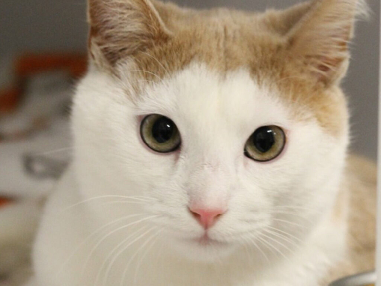 Animal shelter raising funds for kitten’s crucial surgery (Updated)
