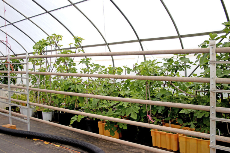 A new orchard sprouts on grounds of a familiar farm