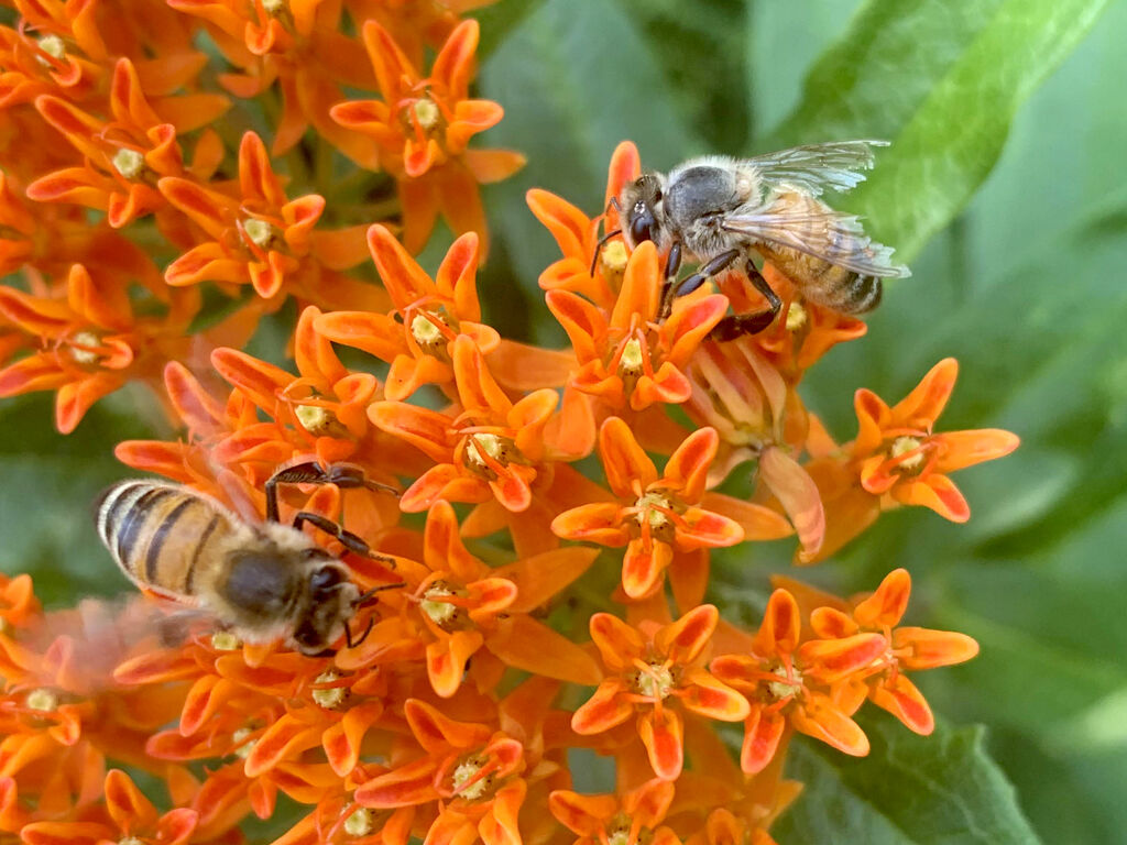 2022 08 HE bees.jpeg