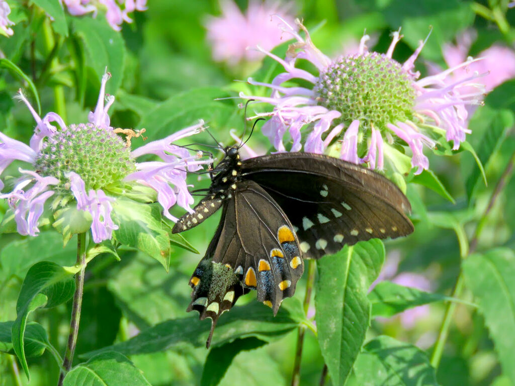 2022 08 HE butterfly 2.jpg