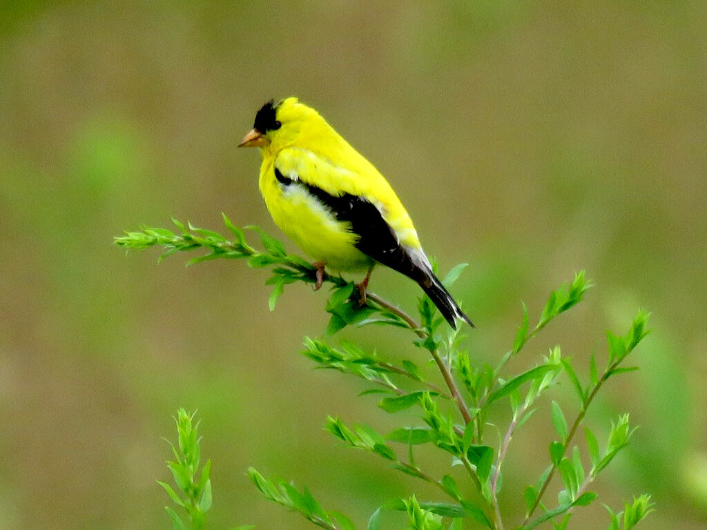 2022 08 HE goldfinch.jpg