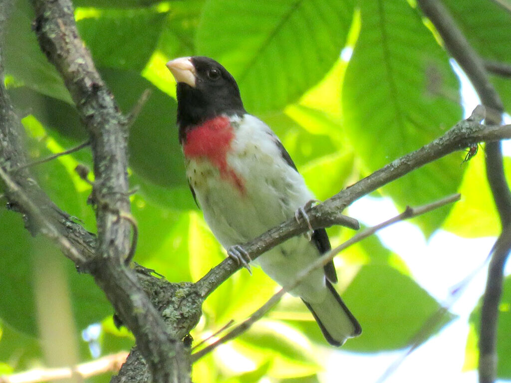 2022 08 HE grosbeak.jpg