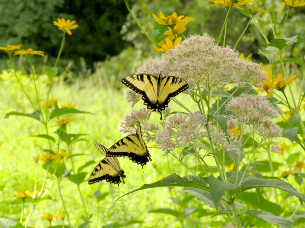 2022 08 HE swallowtail butterflies.jpg