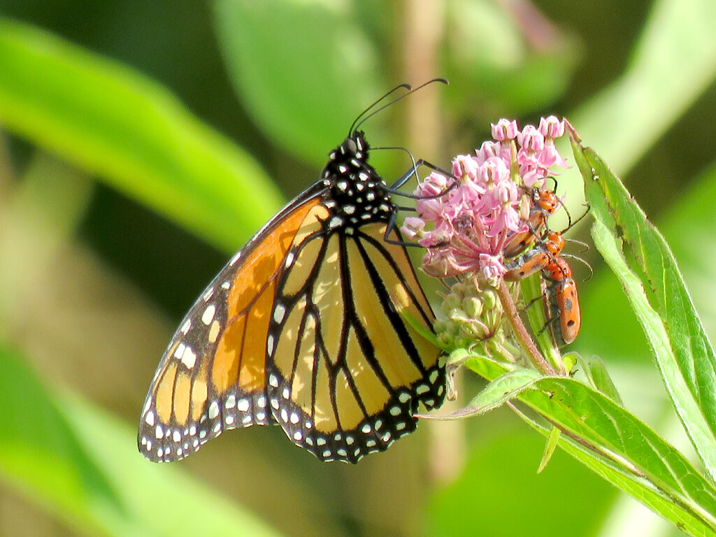 Monarch butterfly