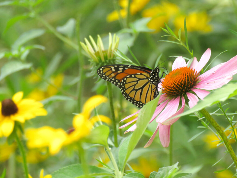 Endangered monarchs find safe harbor in Hopewell Valley