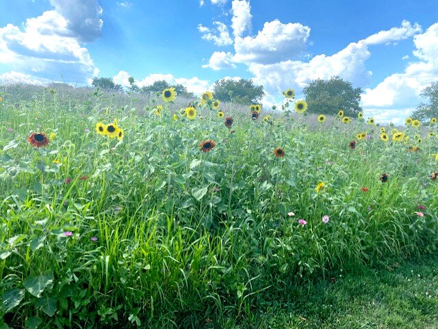 Janssen sunflowers