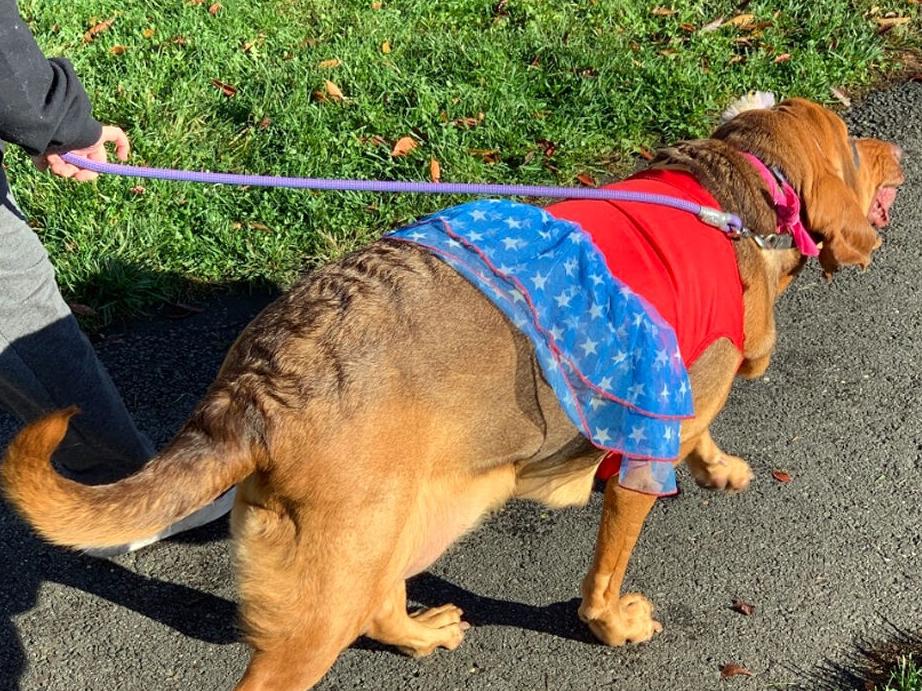 Robbinsville Pet Parade 1.jpg