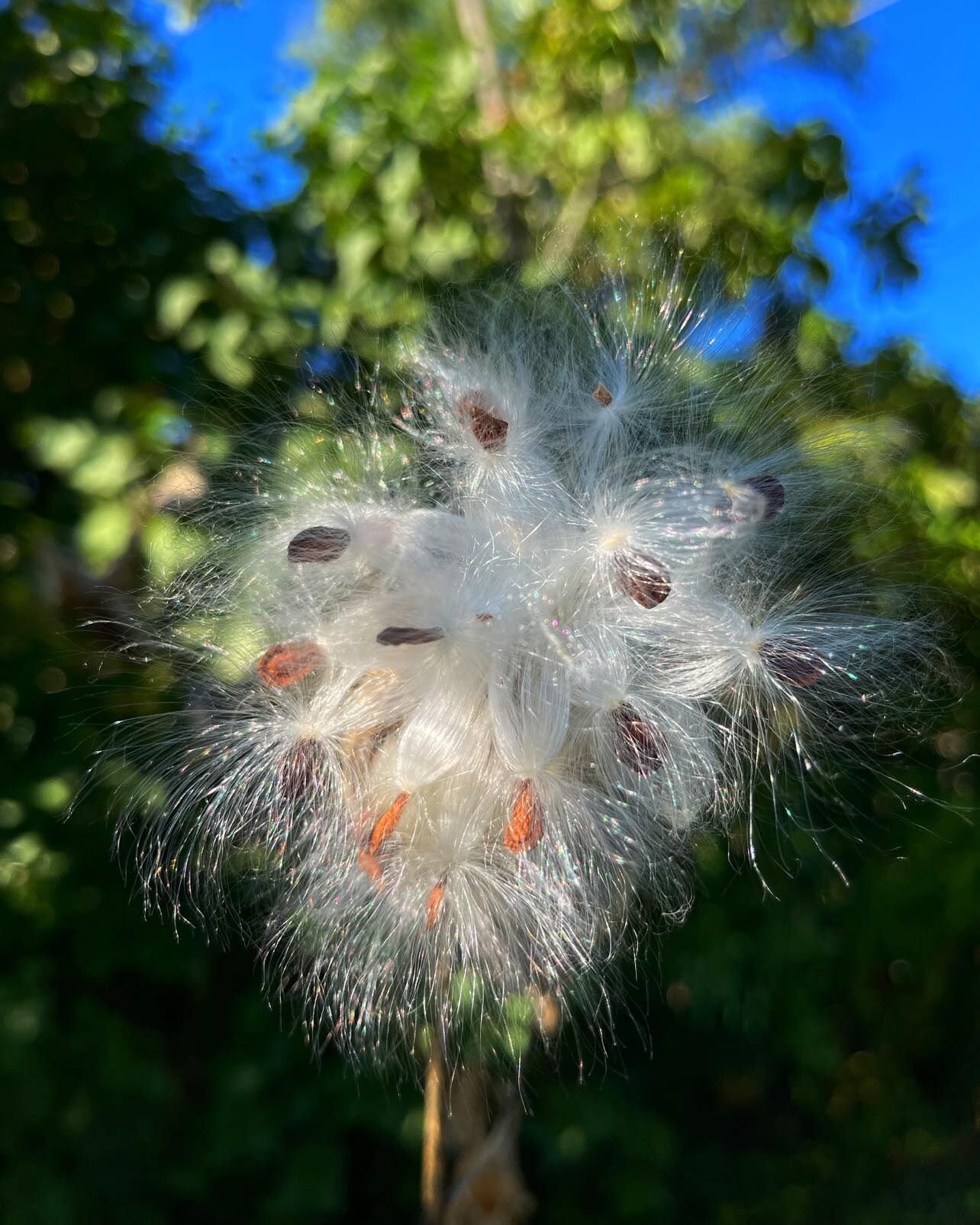 Beth Ellen Jarvie photo