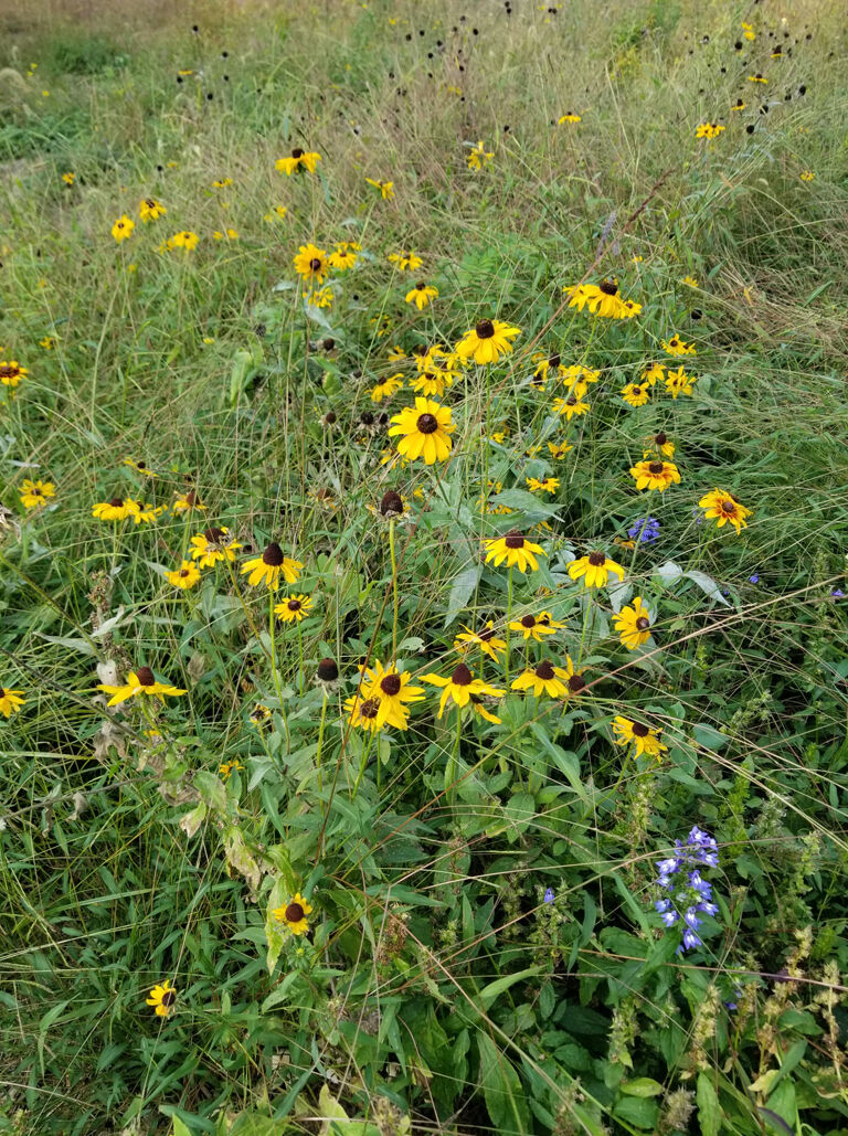 Brandon Farms meadow