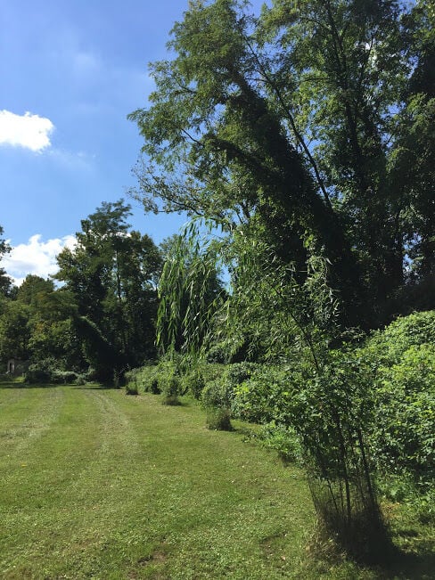Willow - Photo by Margot and Tom Southerland.jpg