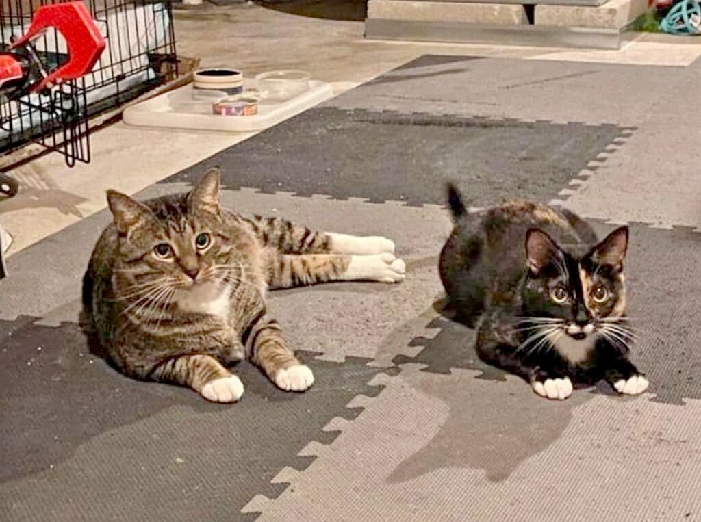 Bordentown City Cats