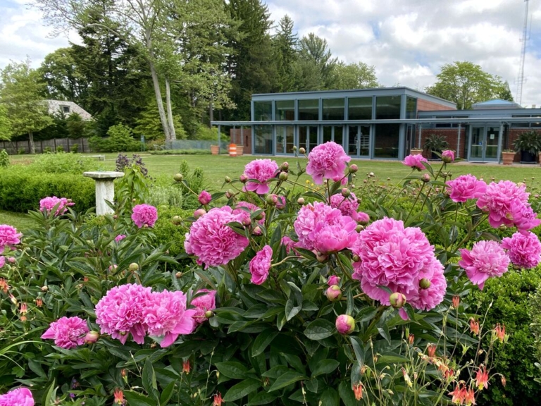 Get ‘Wild’ in Your Garden By Going Green