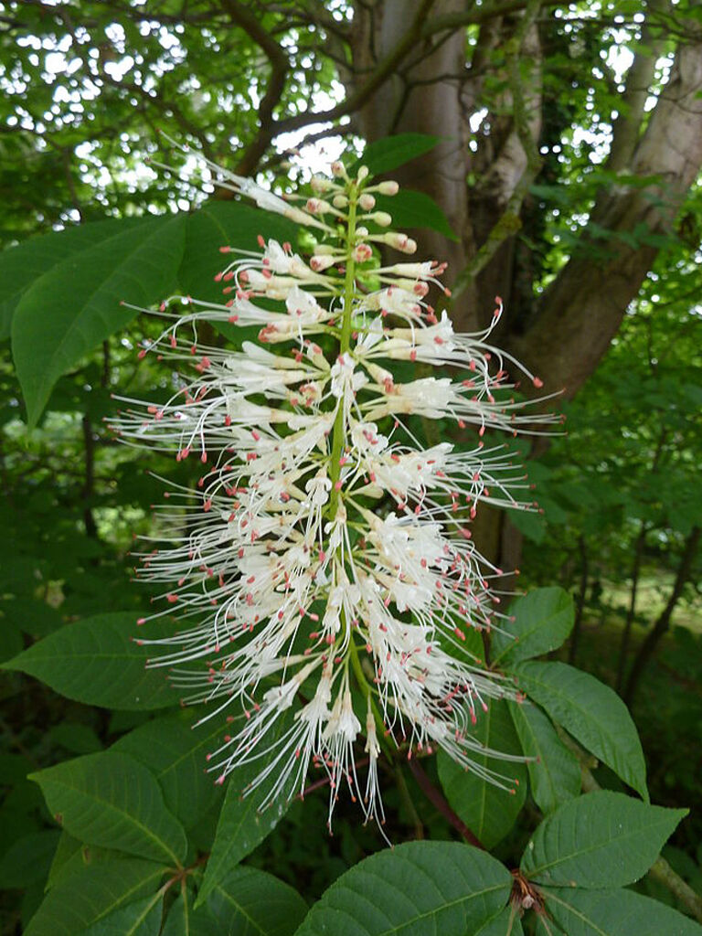 Aesculus parviflora (Bottlebrush Buckeye) - Cambridge University Botanic Garden - Magnus Manske.JPG