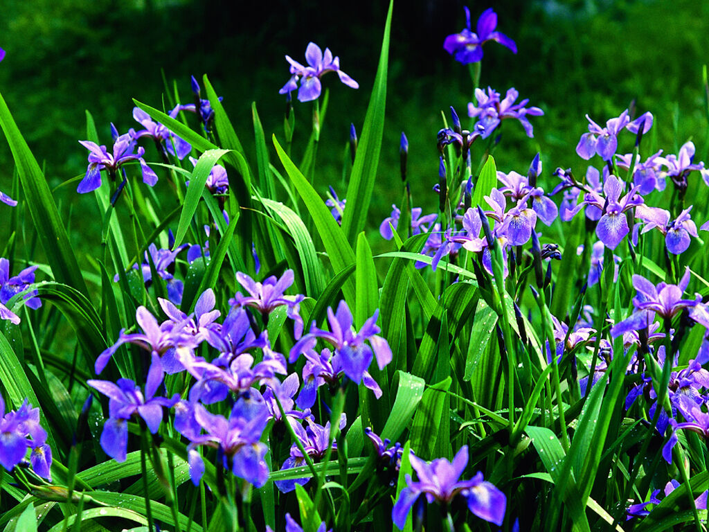 Blueflag Iris - Wikimedia Commons.jpg