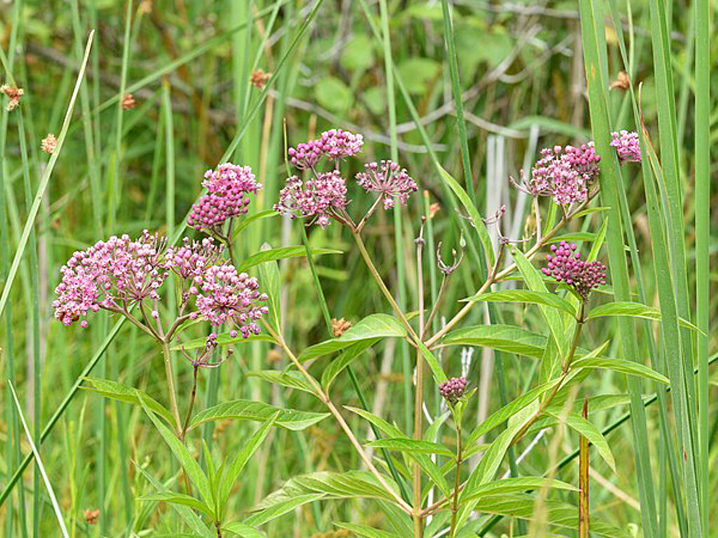 Swamp Milkweed (Asclepias incarnata) in Waterloo