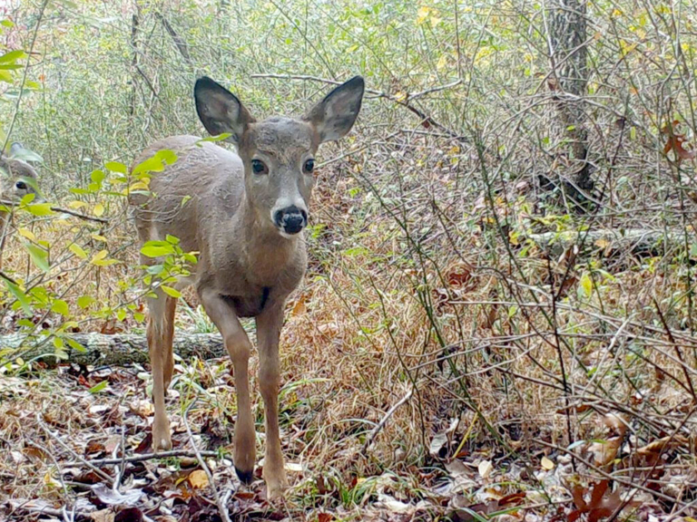 Friends of Hopewell Valley Open Space and TCNJ team up to restore local ecosystems
