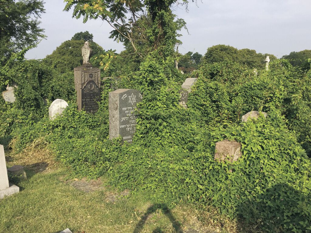Overgrown Jewish Cemetery.JPG