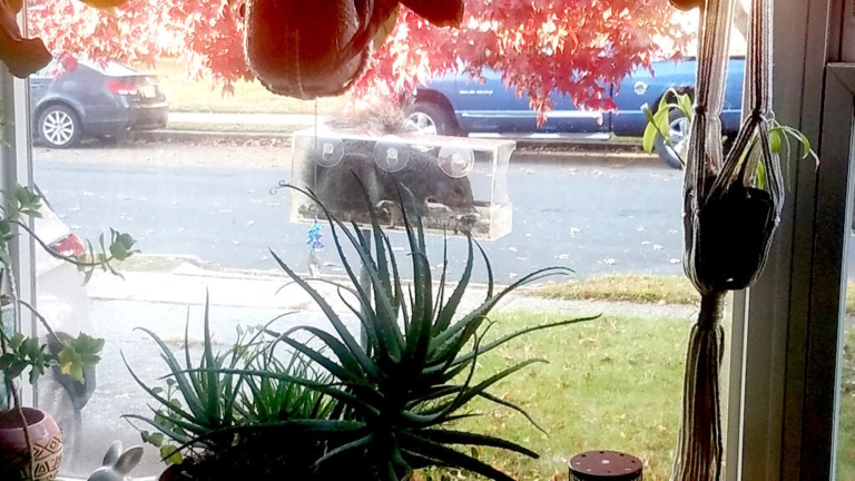 Complex Simplicity: A squirrel conspiracy? Or have I gone nuts?